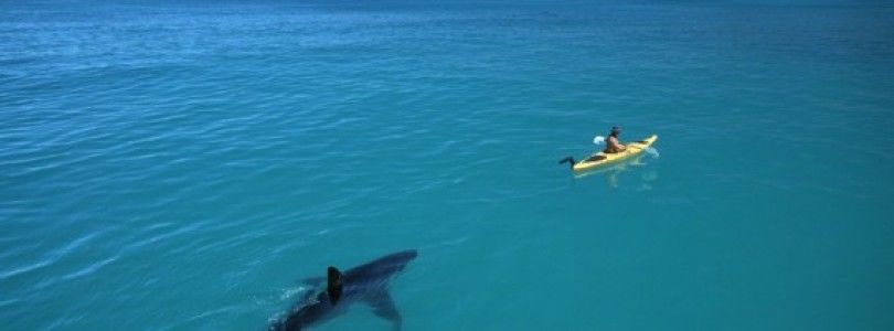 Drones usados en Californa para la detección de tiburones