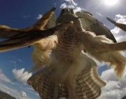 Impresionante vídeo de un avión atacado por un halcón