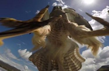 Impresionante vídeo de un avión atacado por un halcón