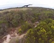 Águila ataca un dron en pleno vuelo