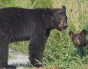Estudio demuestra que los osos supervisados por drones son estresados