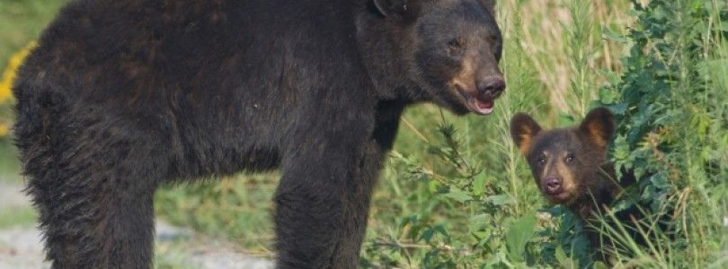 Estudio demuestra que los osos supervisados por drones son estresados