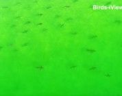 Dron graba cientos de tiburones cerca de la playa de Florida