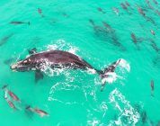 Vídeo de una ballena rodeada de delfines en ojos de un Inspire 2