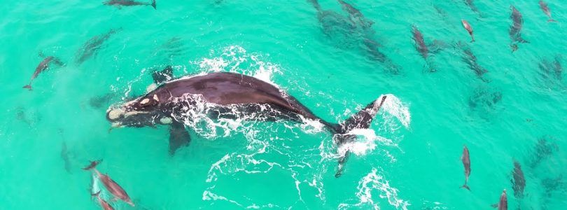 Vídeo de una ballena rodeada de delfines en ojos de un Inspire 2