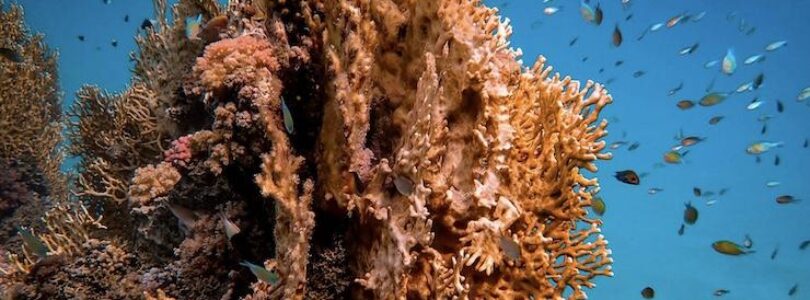 Investigadores Utilizan Drones Submarinos para la Exploración de Arrecifes de Coral en Zonas Inaccesibles